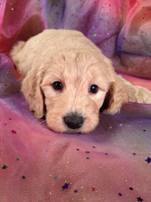 Female Goldendoodle Puppy for sale #3 Born December 23th 2013. Goldendoodle Breeders in Illinois and Wisconsin are welcome at Purebredpups!